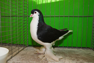 Lahore Taeuber